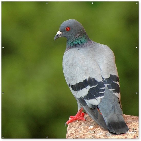 quelqu'un d'autre a des pigeons excédentaires à vendre, Autres espèces