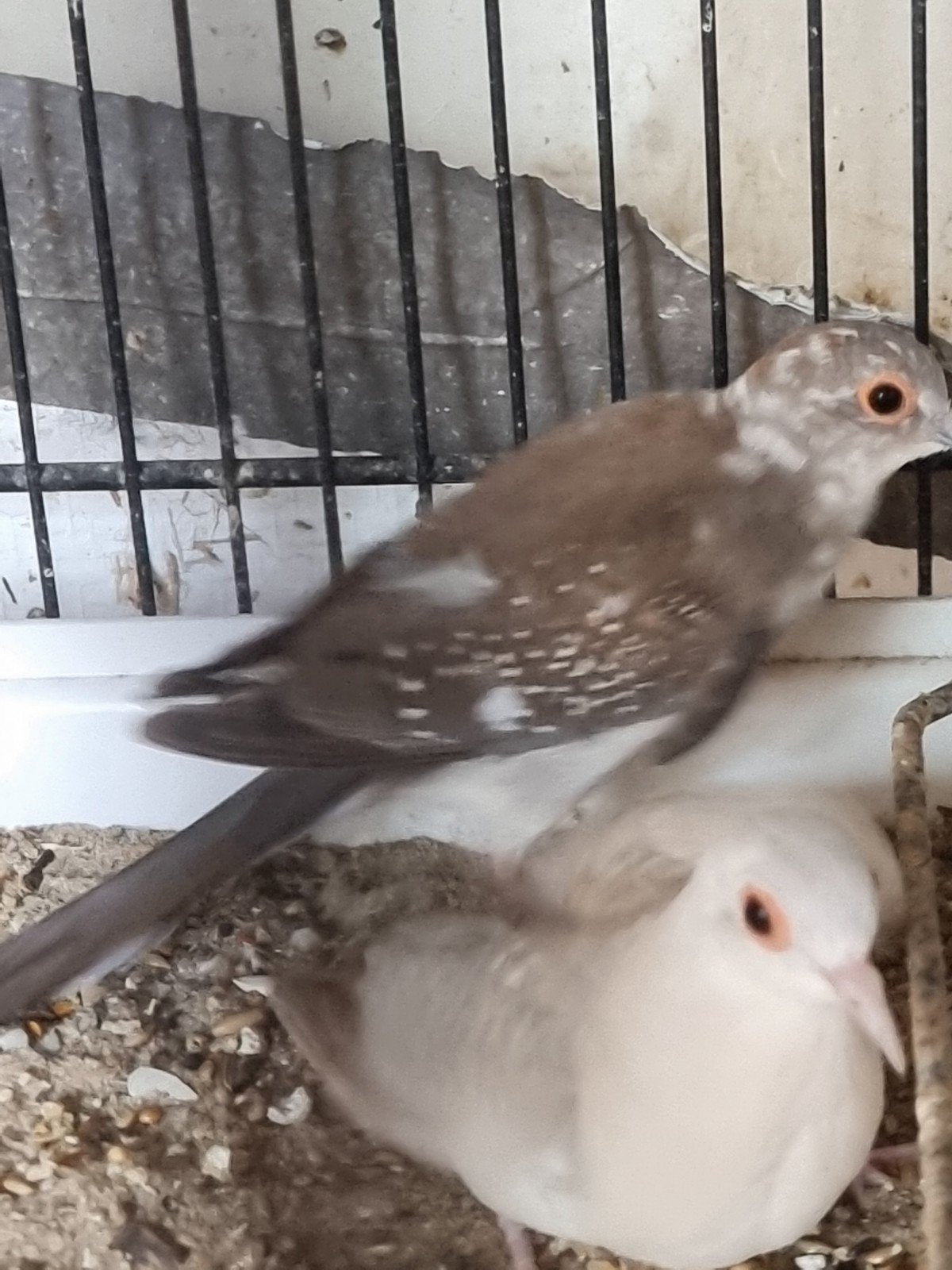 colombes diamant 2026, Animaux & Accessoires, Oiseaux | Pigeons