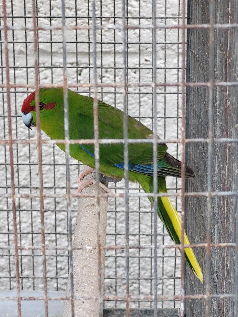 Kakariki groen, Mannelijk, Parkiet