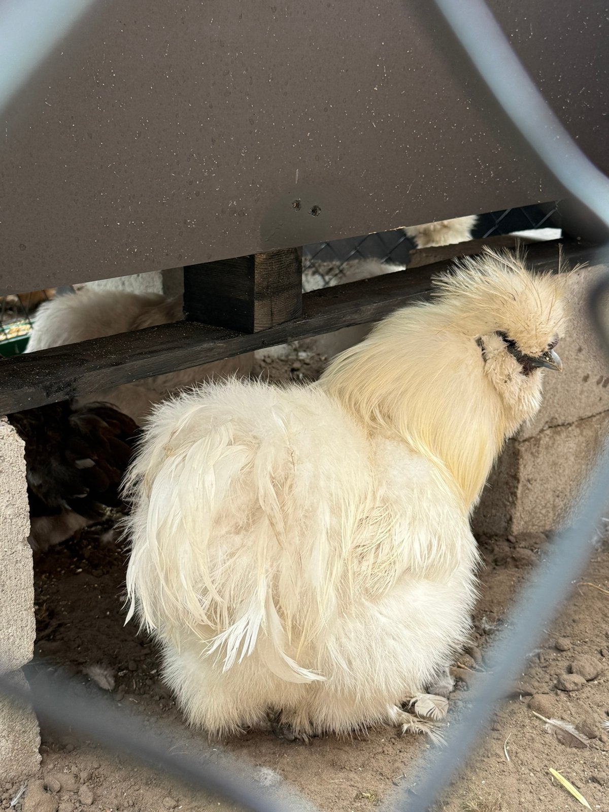 Haan gratis, Dieren en Toebehoren, Pluimvee