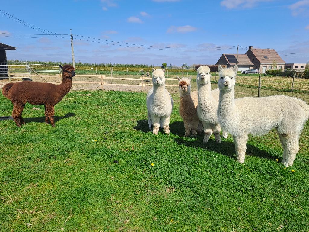 4 Alpaca merries met stamboom, Dieren en Toebehoren, Overige Dieren, Juni, Vrouwelijk