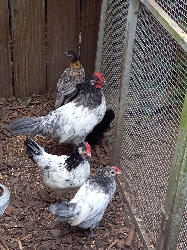 RASKIPPEN (Yokohama ,Lakenvelder), Dieren en Toebehoren, Mannelijk, Kip