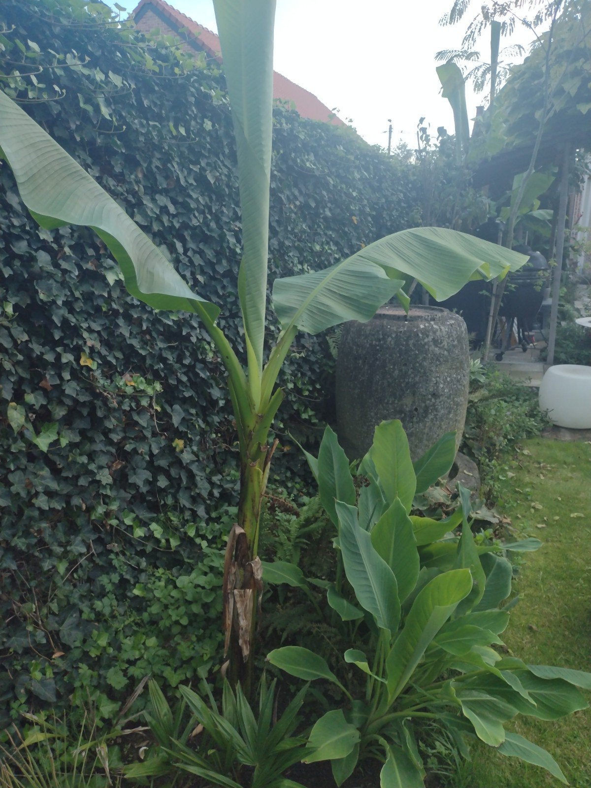 bananenboom musa, Tuin en Terras, Ophalen