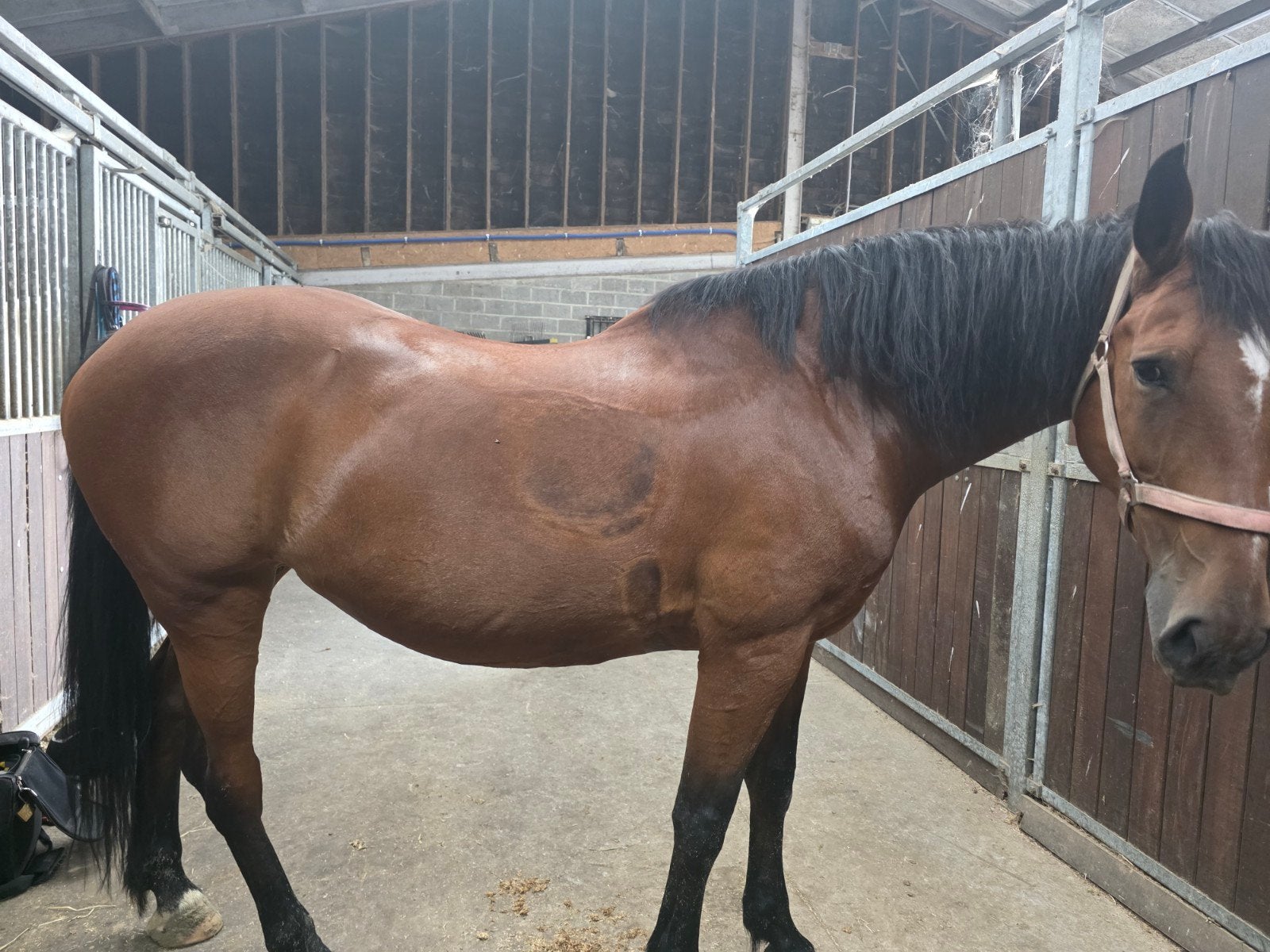 bijrijder /Halve stal gekocht., 11 ans ou plus, Avec pedigree, 165 à 170 cm, L