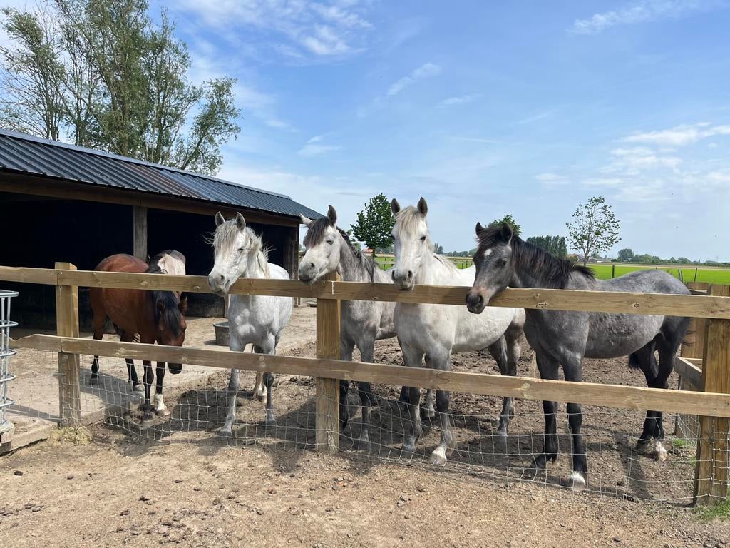 Paarden te koop, Dieren en Toebehoren, Ophalen