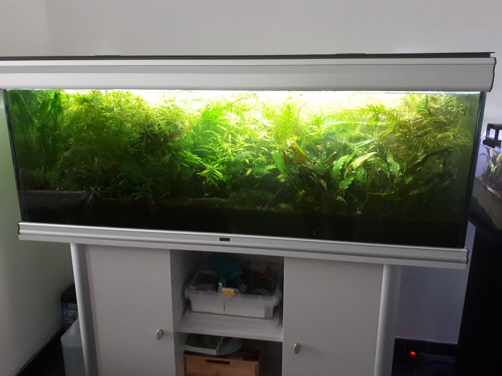 plantes aquarium, Enlèvement, Neuf, Plante(s), Pierre ou Bois