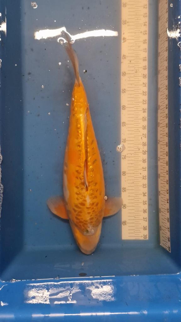 Ginrin doitsu ochiba koi 57cm, Dieren en Toebehoren