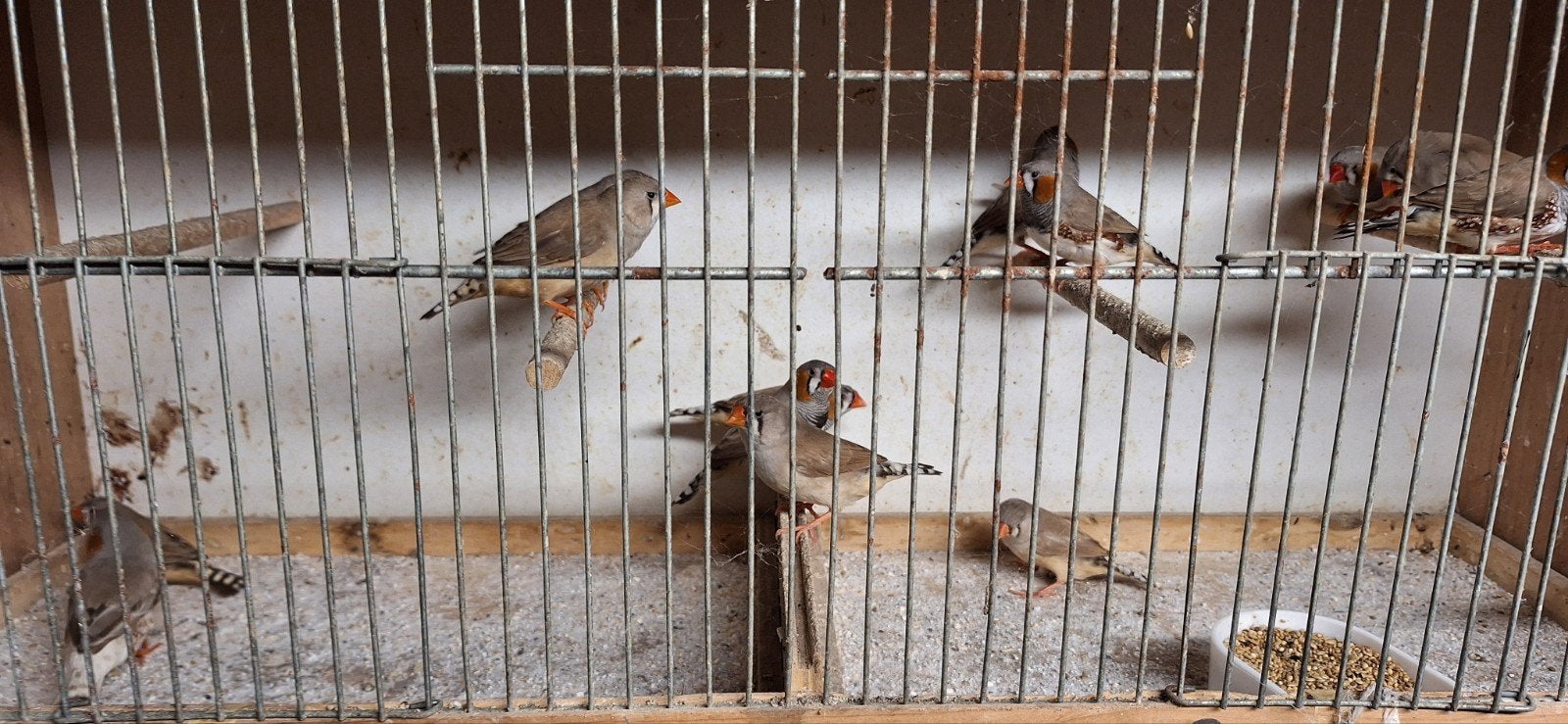 Zebravinken 2026, Dieren en Toebehoren, Wildzangvogel
