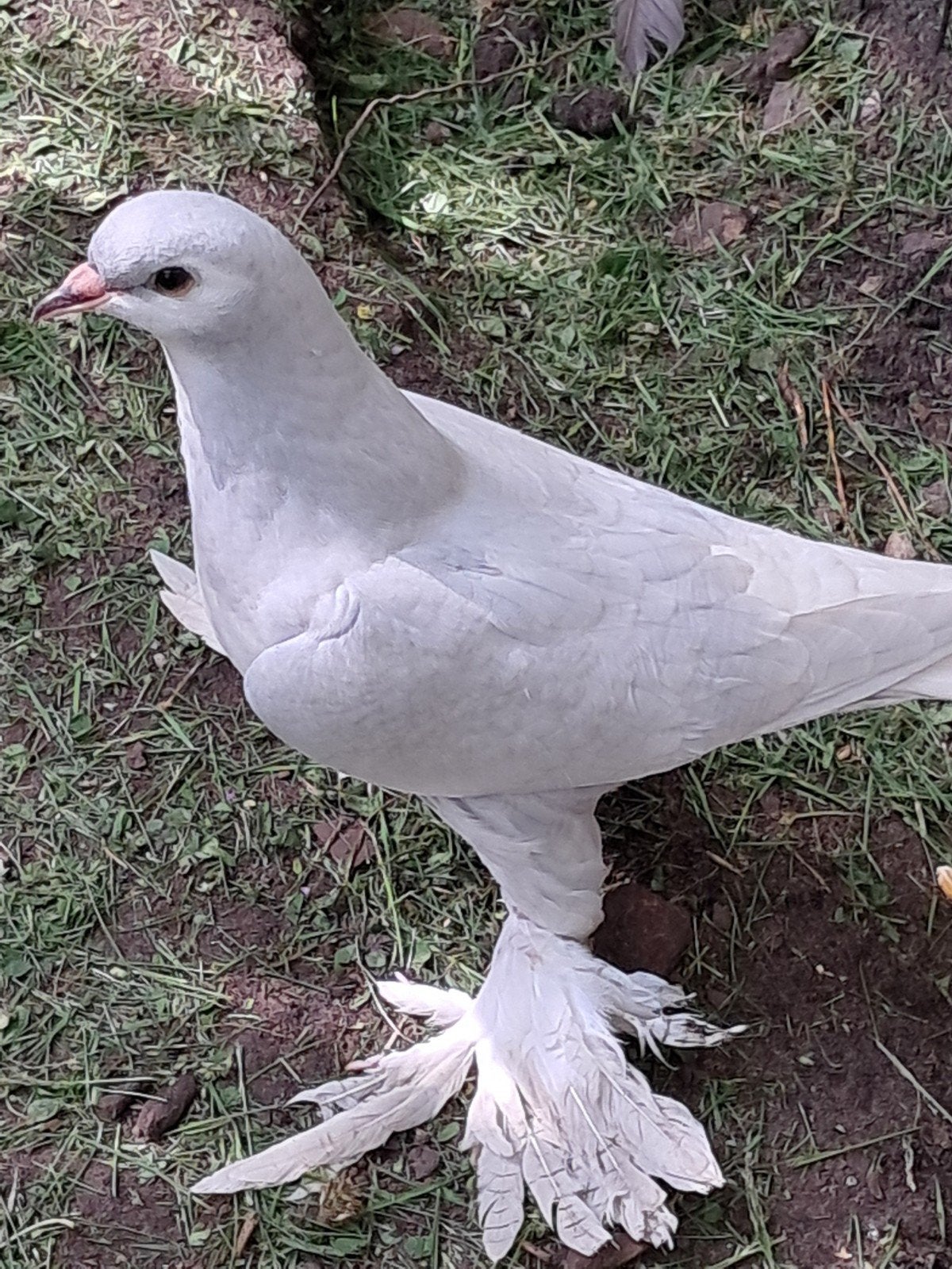 La Hore duiven