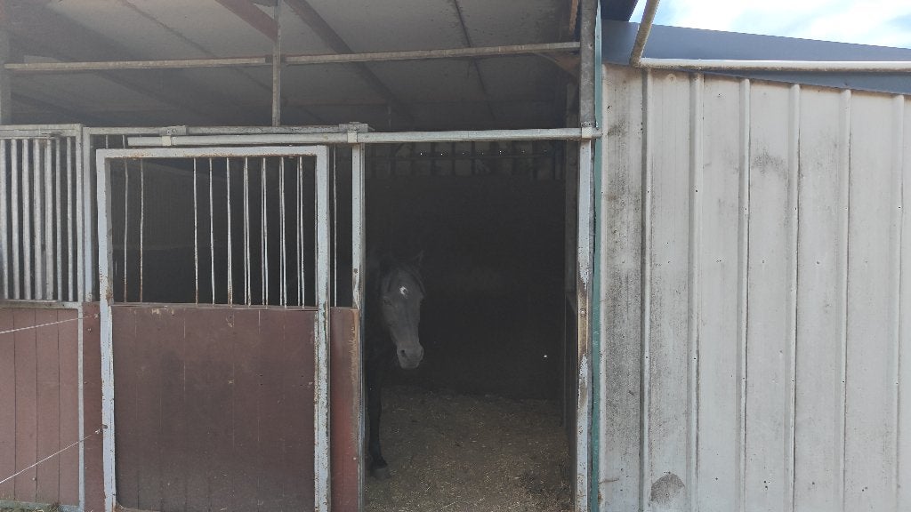 Abri à vendre, Animaux & Accessoires, Mise à l'étable, 2 ou 3 chevaux ou poneys