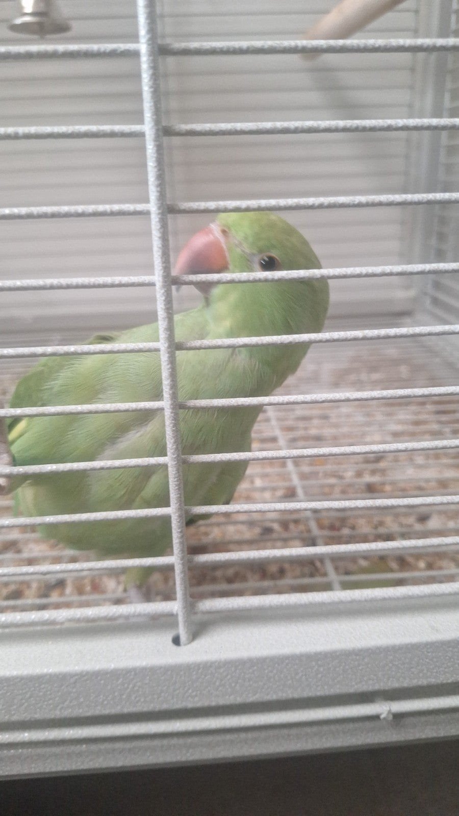 Halsbandparkiet, Dieren en Toebehoren, Tam