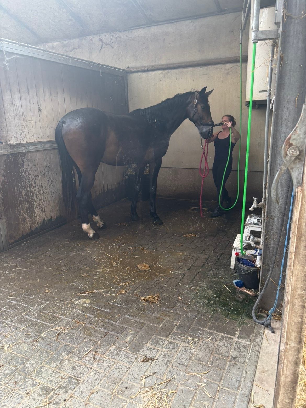 New pleasure ruin, Dieren en Toebehoren, Ruin