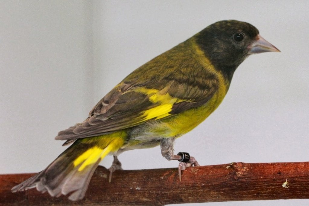 Zwartkopsijs , Magelaansijs , sijs , zwartkop sijsjes, Dieren en Toebehoren, Mannelijk, Wildzangvogel