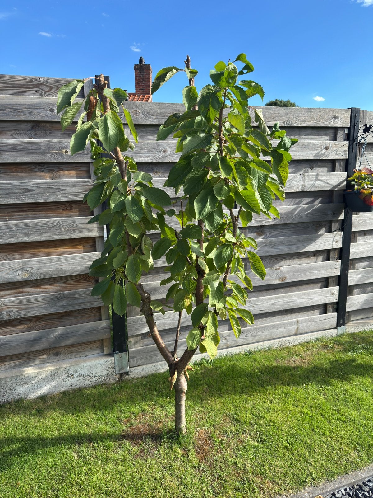 Kersenboom, Tuin en Terras, Ophalen