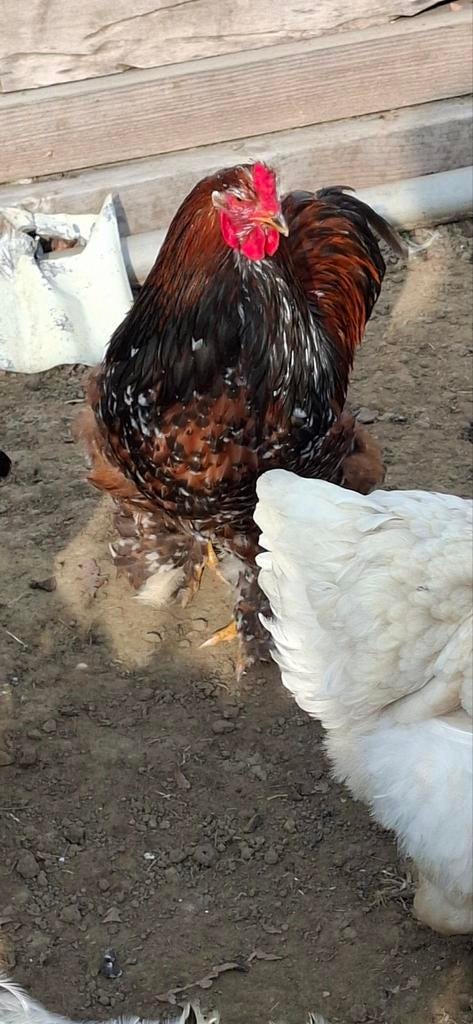 Brahma hanen, Dieren en Toebehoren, Pluimvee