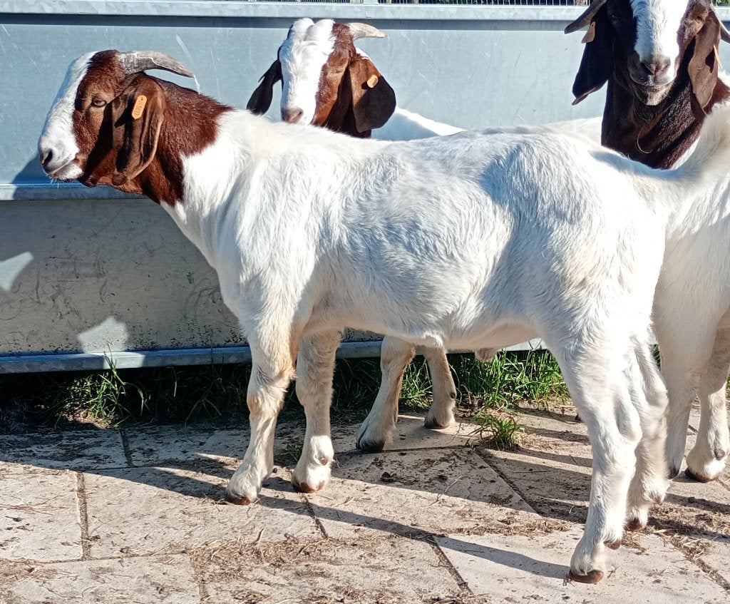 Boergeit met stamboek, Dieren en Toebehoren, Schapen, Geiten en Varkens, Mannelijk, Geit