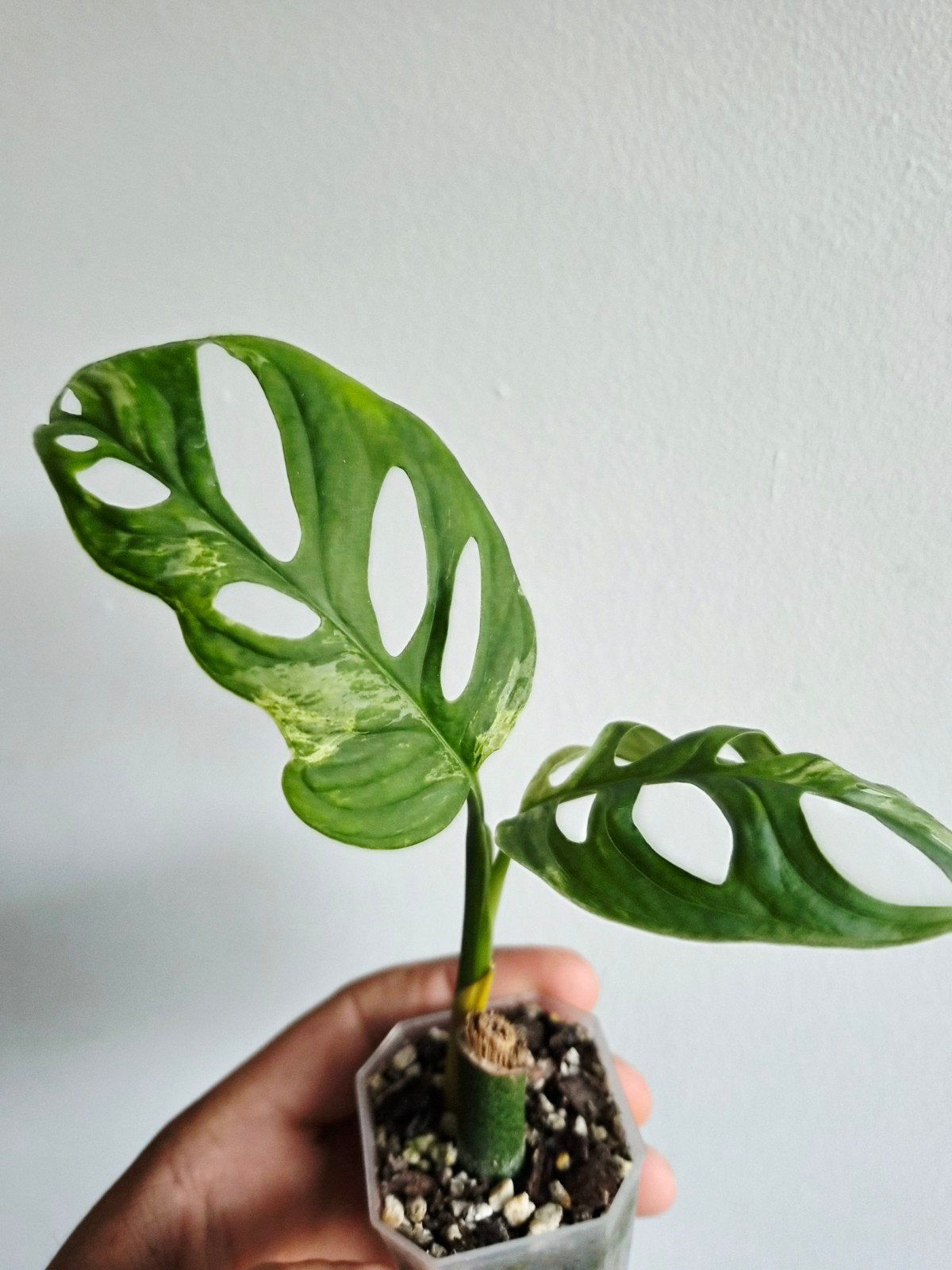 Monstera Adansonii Indonesian Marble, Overige soorten, In pot, Minder dan 100 cm, Groene kamerplant