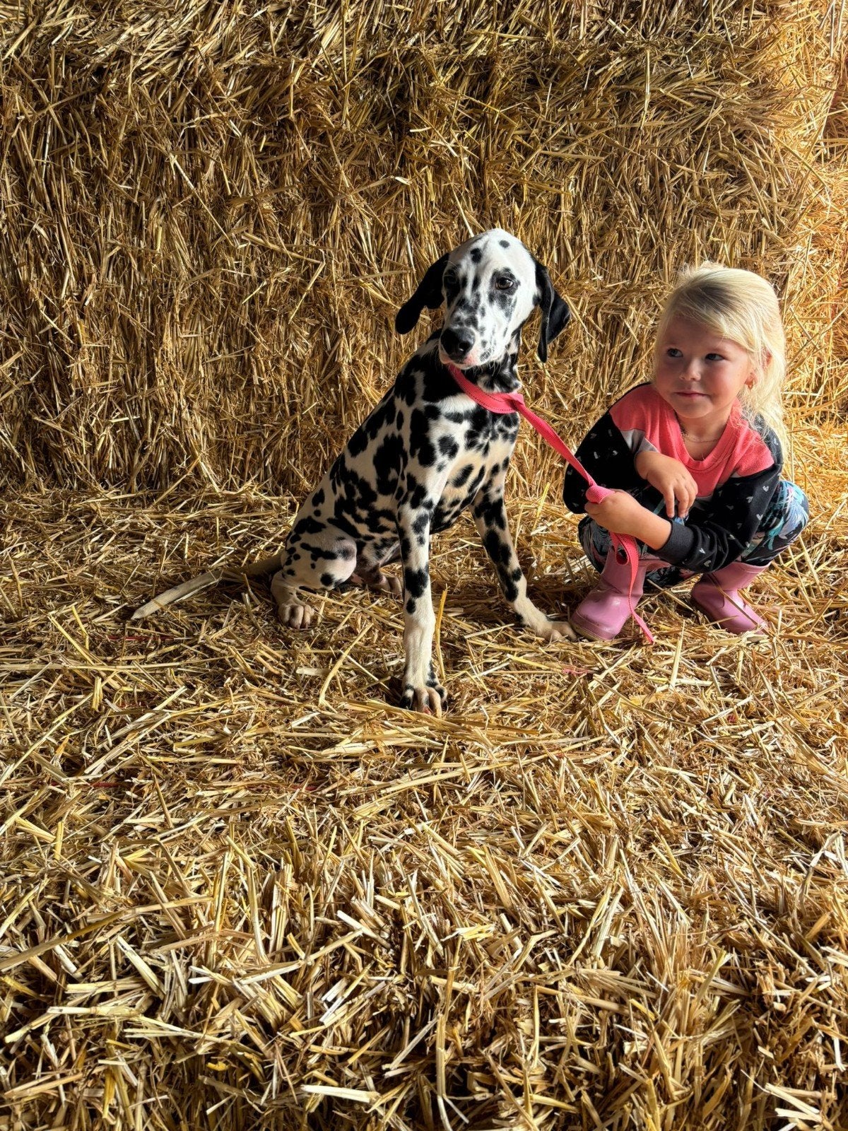 mooi dalmatier, Dieren en Toebehoren, België, 15 weken tot 1 jaar, CDV (hondenziekte), Eén hond