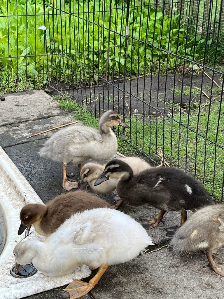 Eendjes, Dieren en Toebehoren, Pluimvee, Eend