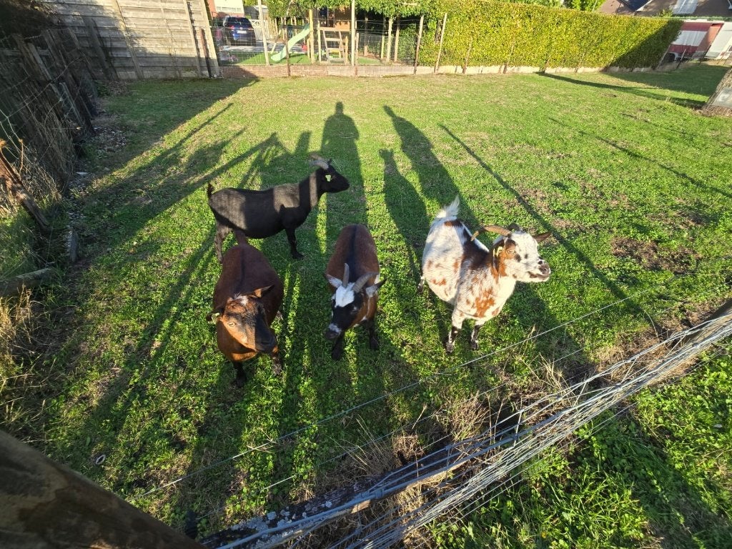 Dwerggeiten, Femelle, Chèvre
