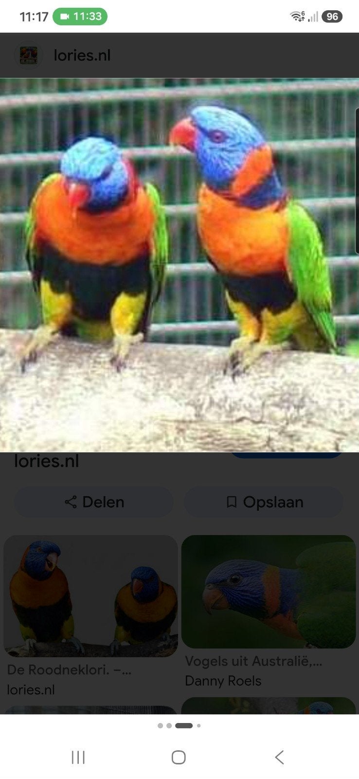 roodneklori baby, Dieren en Toebehoren, Vogels | Parkieten en Papegaaien