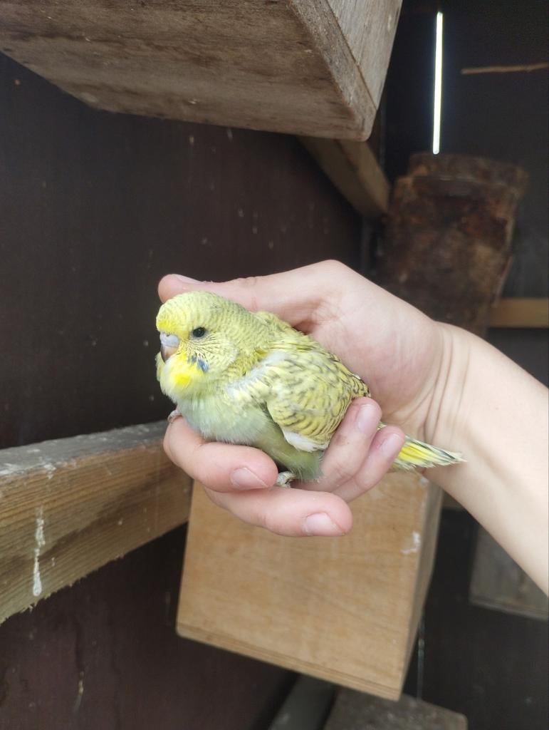 Engelse grasparkieten in verschillende kleurslagen, Dieren en Toebehoren, Vogels | Parkieten en Papegaaien, Meerdere dieren, Parkiet