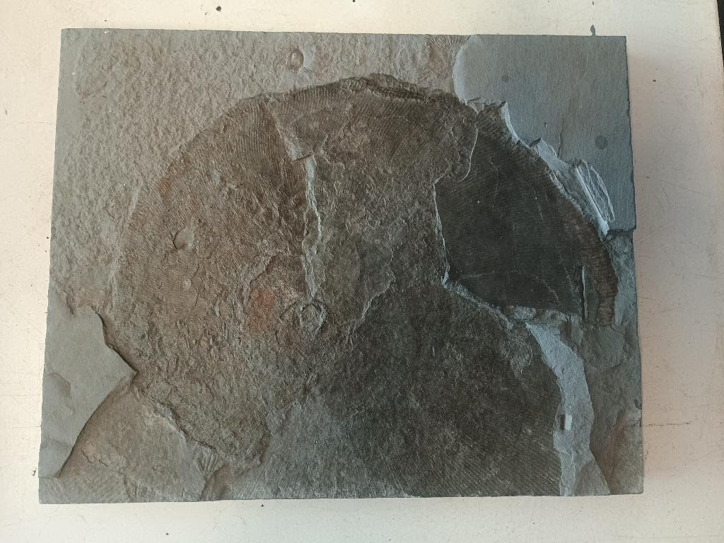 Ammoniet, Ophalen of Verzenden