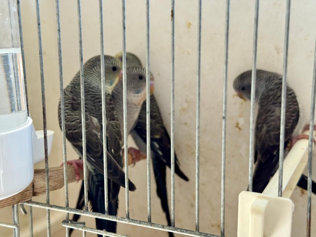 Grasparkiet bw split bf 2026, Dieren en Toebehoren