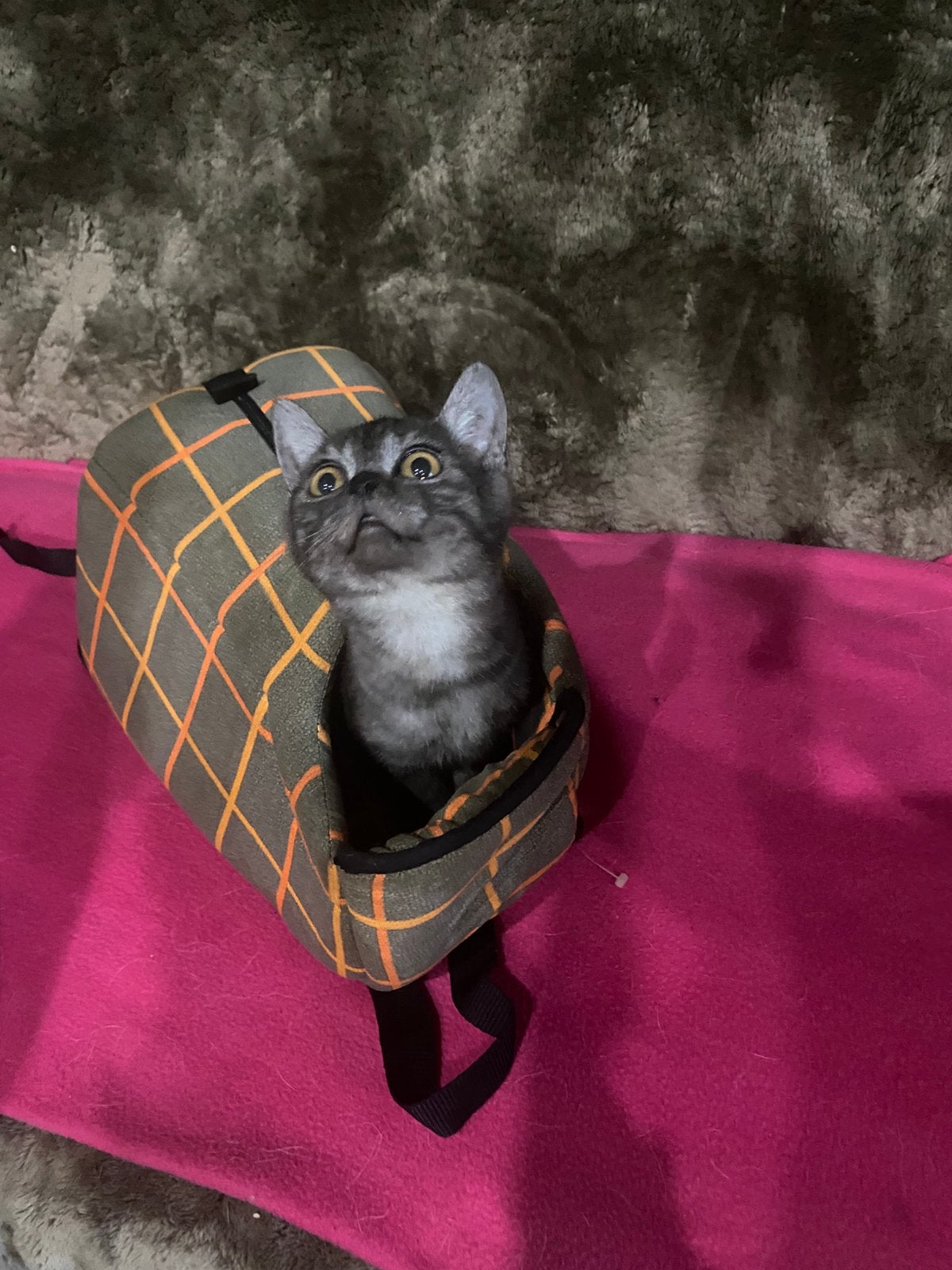 2 schattihe britse kortharigen kittens, Plusieurs animaux, Avec puce électronique, 0 à 2 ans