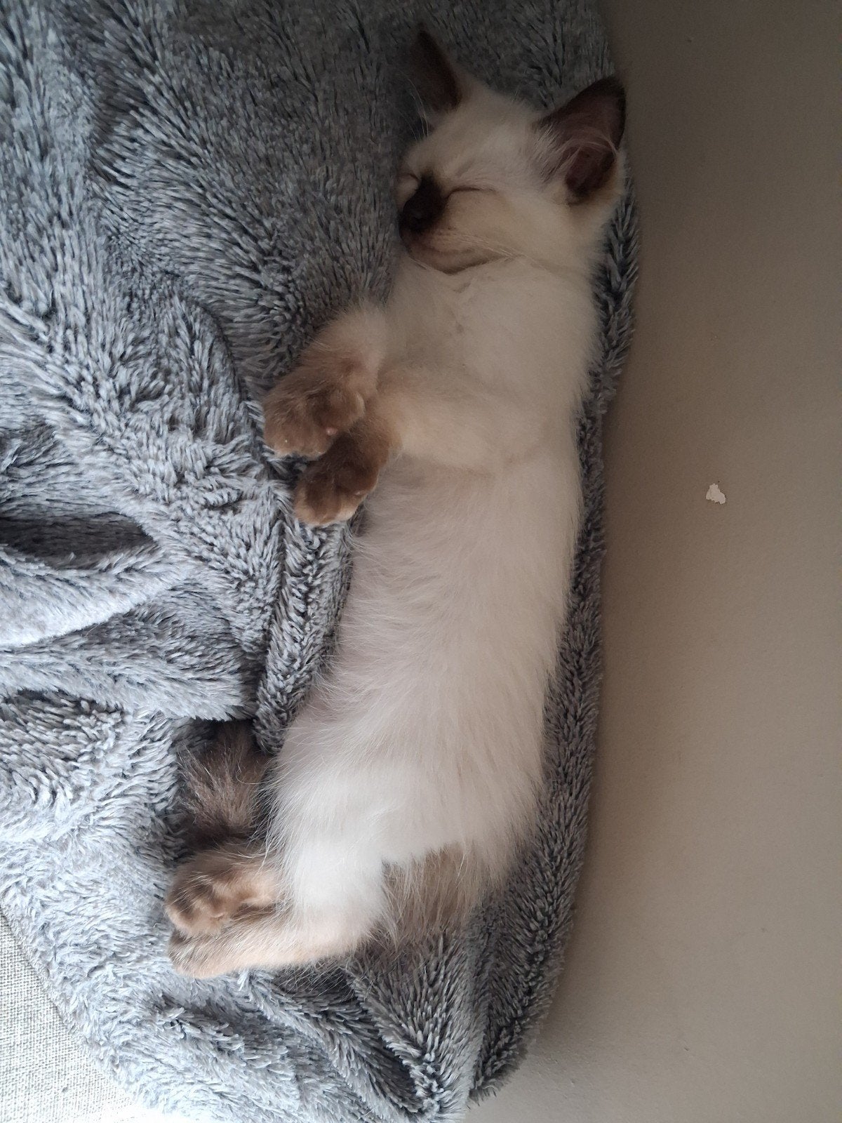 Chaton Ragdoll (chat), Chat, Vermifugé, 0 à 2 ans