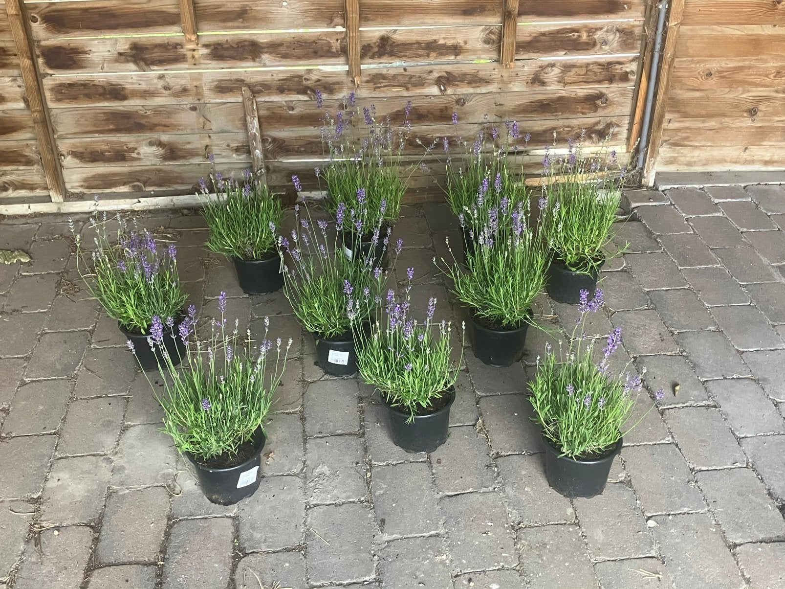 Lavandula angustifolia ‘Munstead’ C2, Tuin en Terras, Planten | Tuinplanten, Ophalen