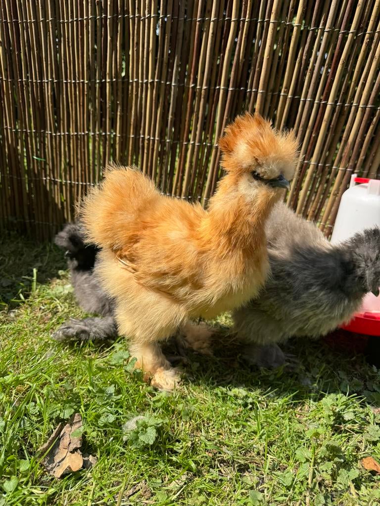 Fluffy zijdehoen USA, Dieren en Toebehoren, Pluimvee