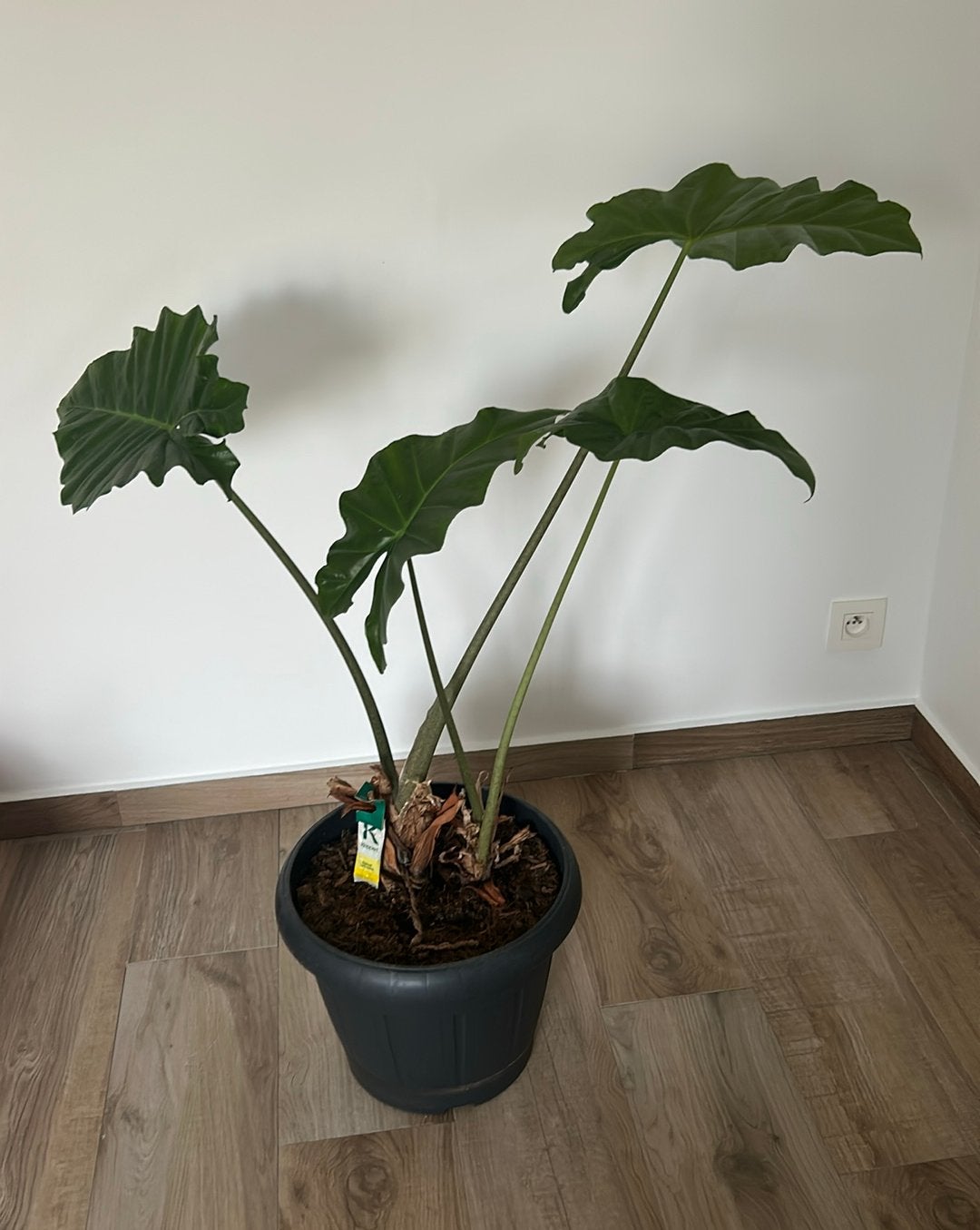 Plant Alocasia Portodora 1m hoogte, Ophalen, 100 tot 150 cm, Overige soorten, In pot
