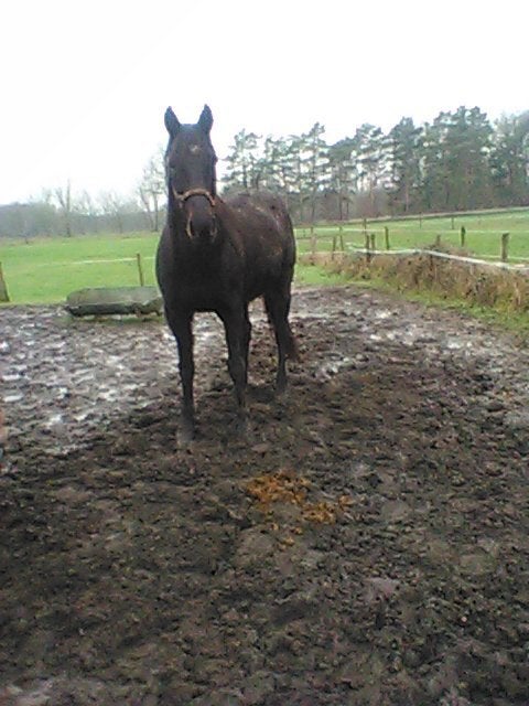 paard, Dieren en Toebehoren