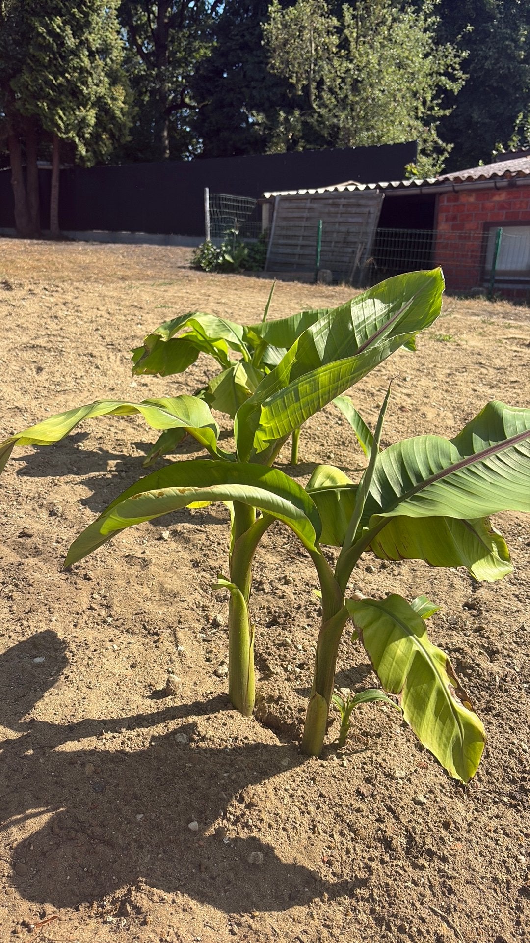 Bananenplanten 40 cm – €3 per stuk, Tuin en Terras, Planten | Bomen, Bloeit niet, Overige soorten, Minder dan 100 cm, Ophalen
