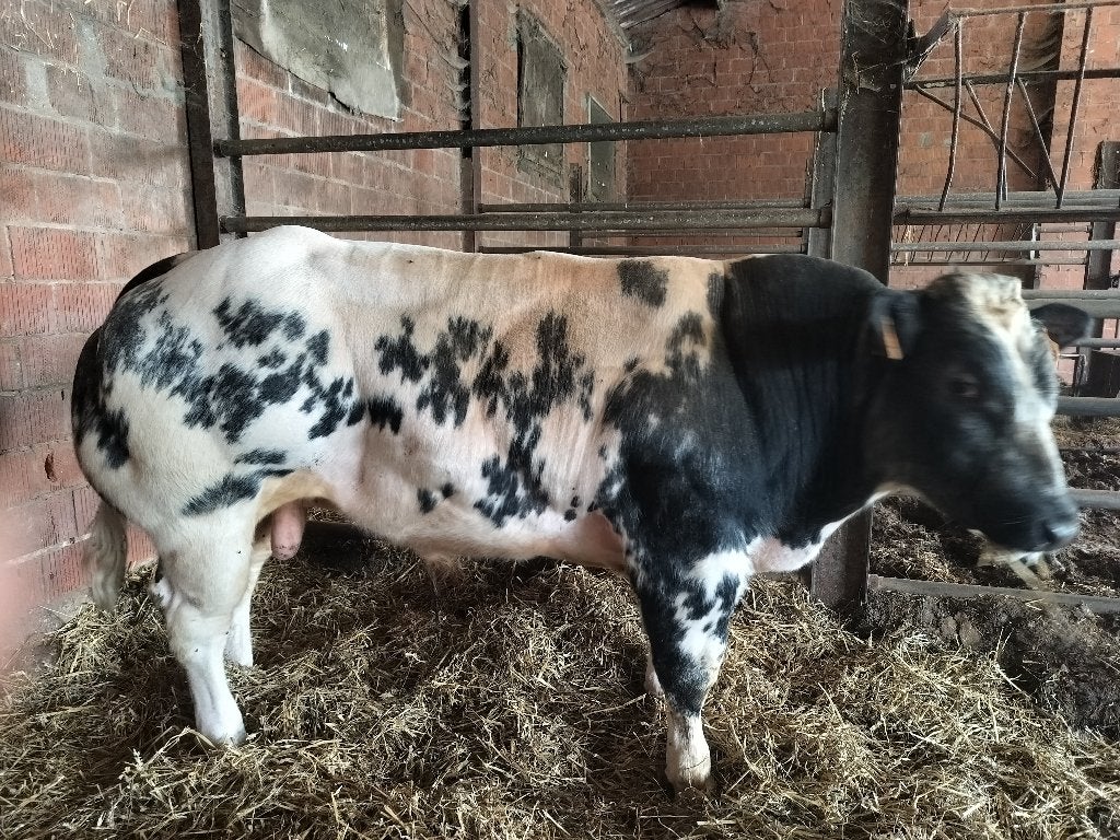 Belgisch Wit-Blauw dekstier, Animaux & Accessoires, Bovins, Mâle, 0 à 2 ans