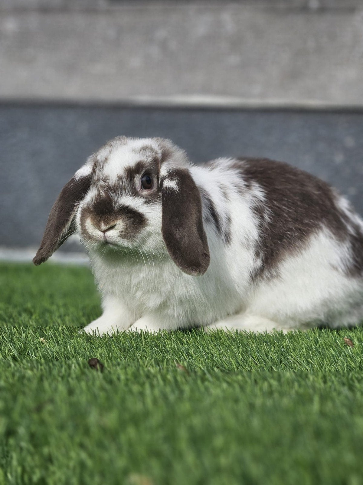 Lief en sociaal NHD (Nederlands Hangoor Dwergje), Dieren en Toebehoren, Mannelijk, Hangoor