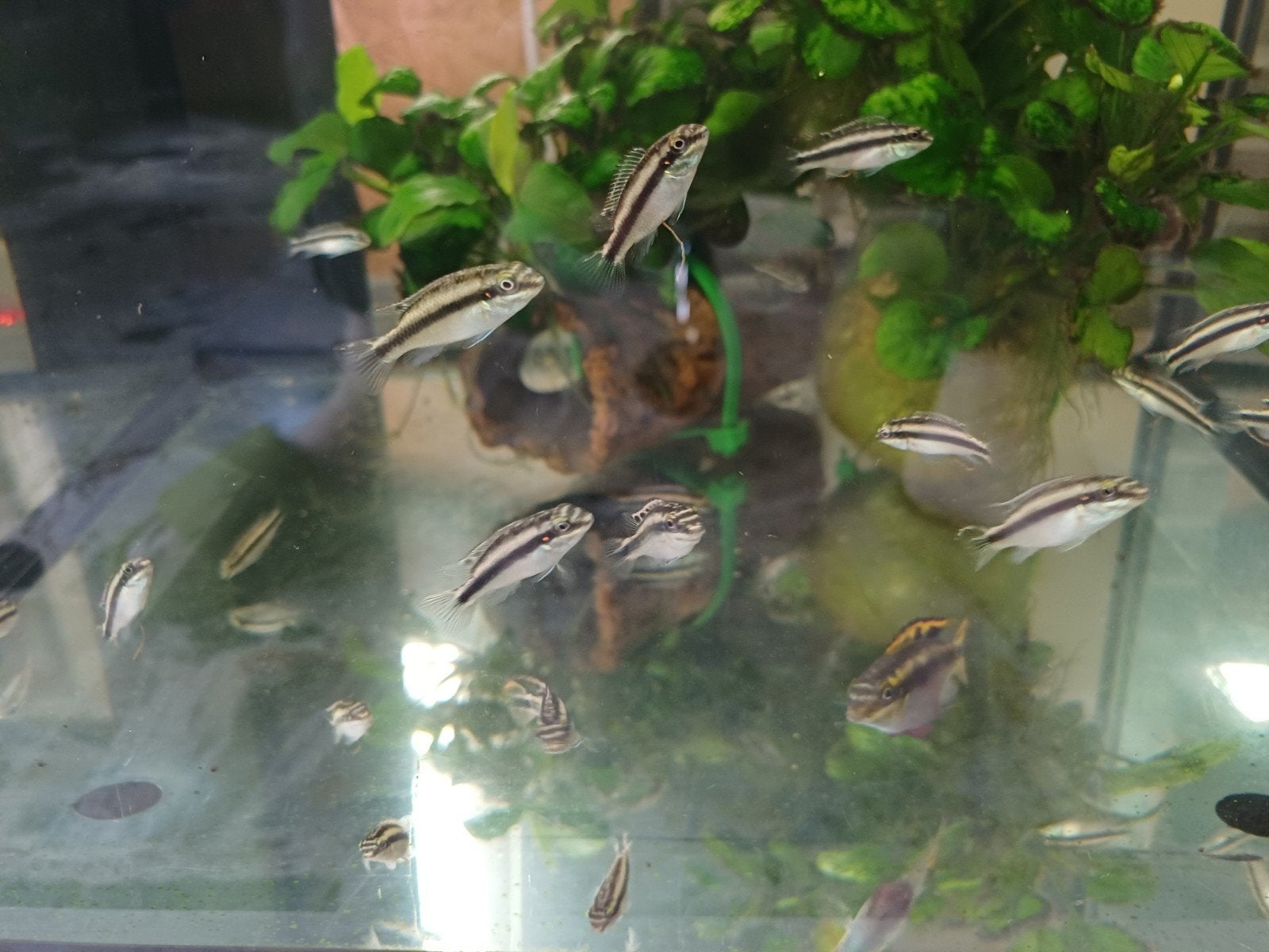 kersebuik cichliden te koop, Dieren en Toebehoren, Vissen | Aquariumvissen
