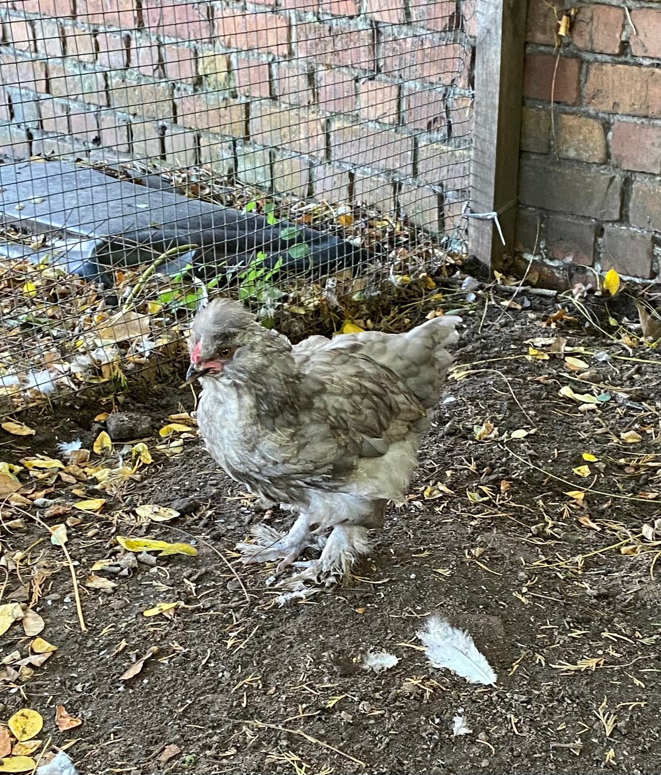 Haantje, Dieren en Toebehoren, Mannelijk, Kip