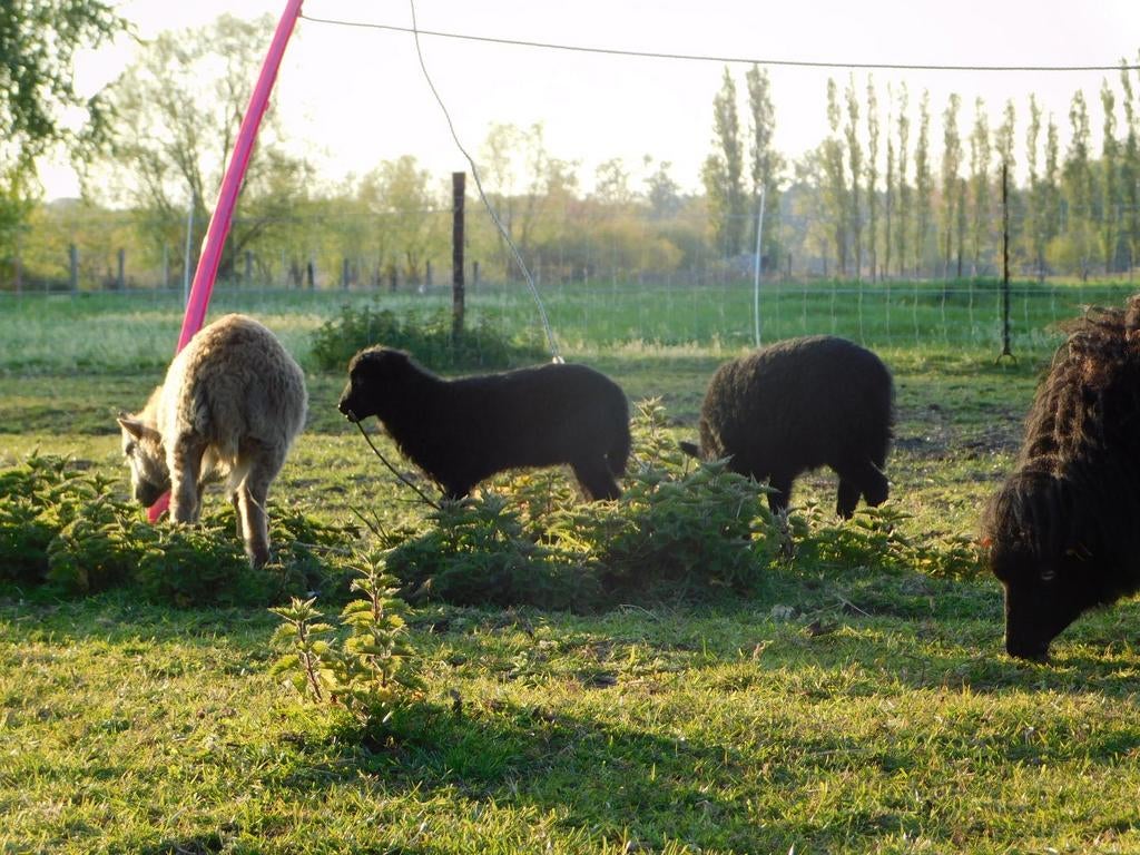 Ouessant schapen