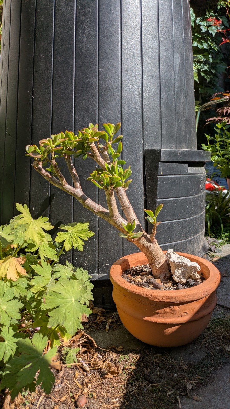 Crassula Ovata +25 jaar, Ophalen, Vetplant, In pot, Minder dan 100 cm