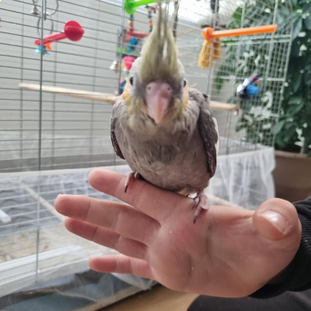 Jonge Valkparkiet, Dieren en Toebehoren, Vogels | Parkieten en Papegaaien, Geslacht onbekend, Papegaai, Tam