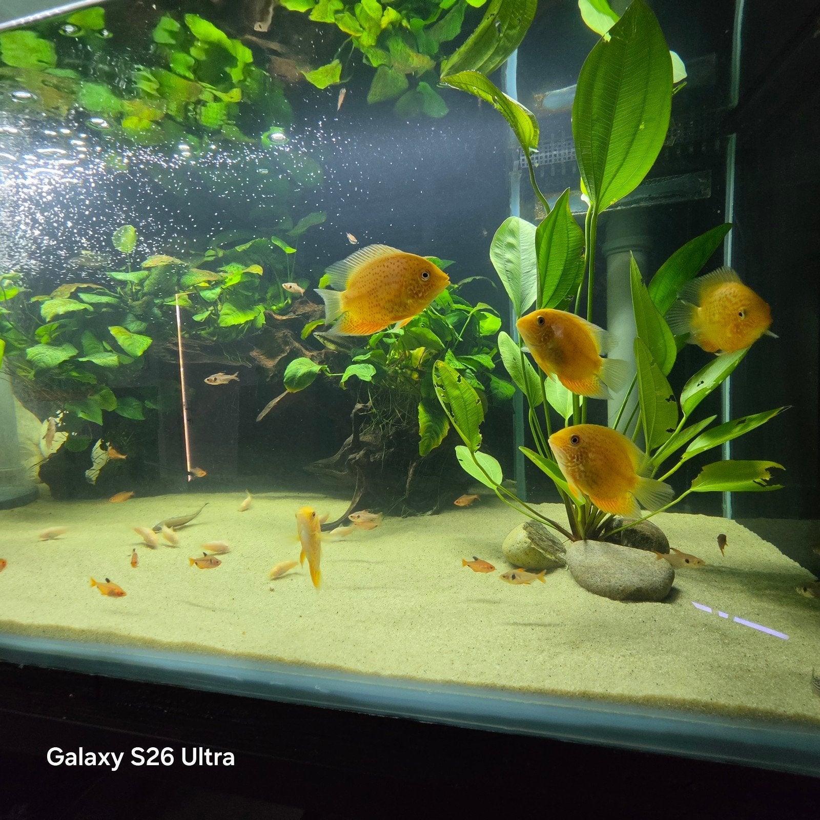 Un magnifique stock de poissons en un seul achat (différente, Animaux & Accessoires