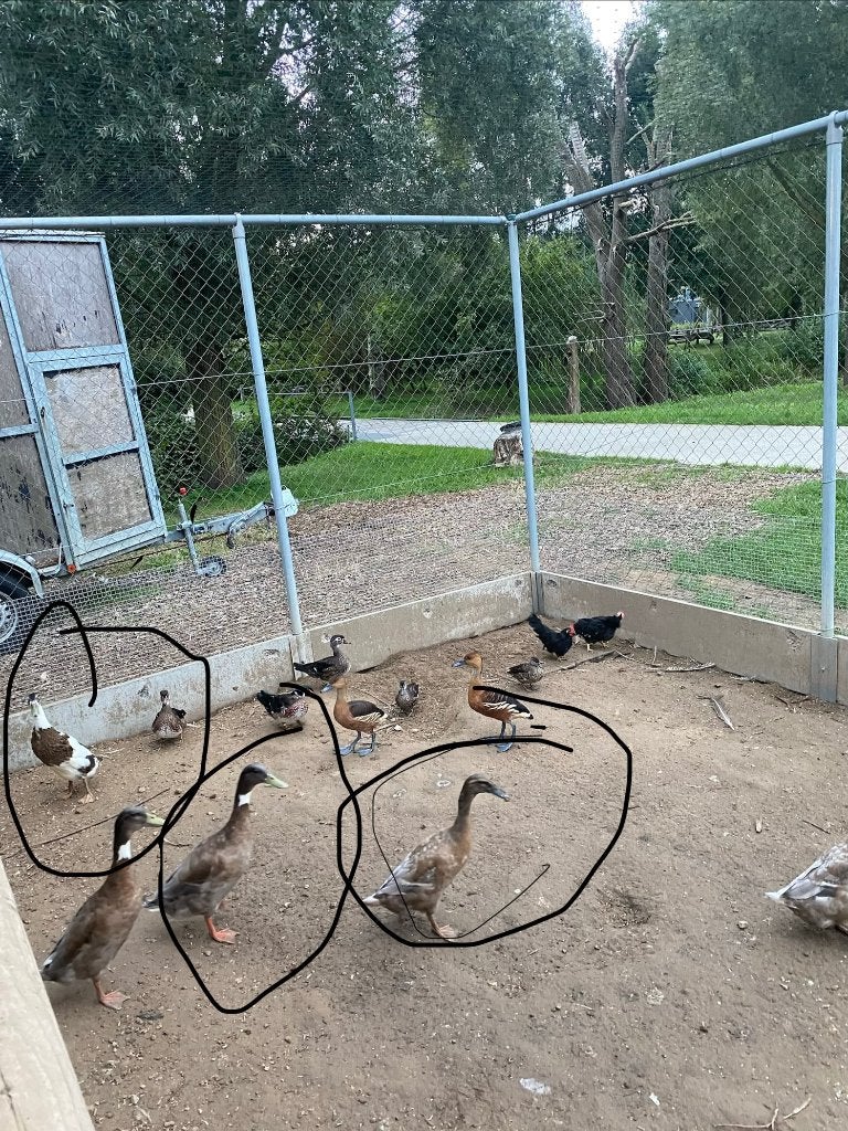Loopeenden, Dieren en Toebehoren, Meerdere dieren, Eend