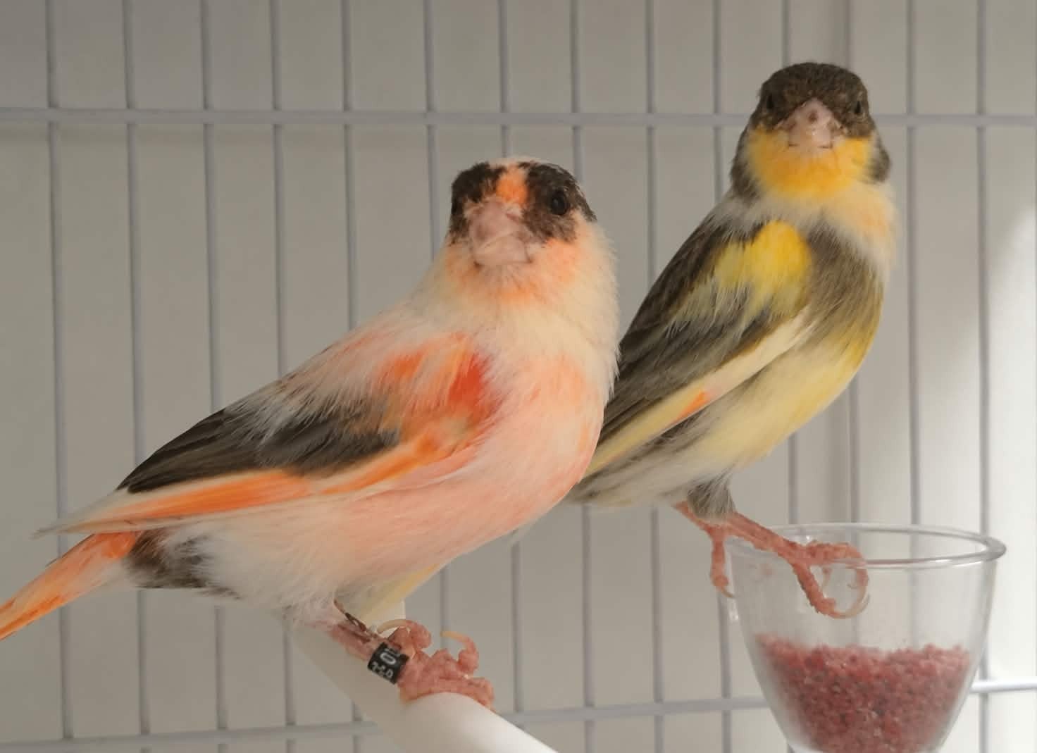 couple canaris 2025, Animaux & Accessoires, Mâle, Canari de couleur