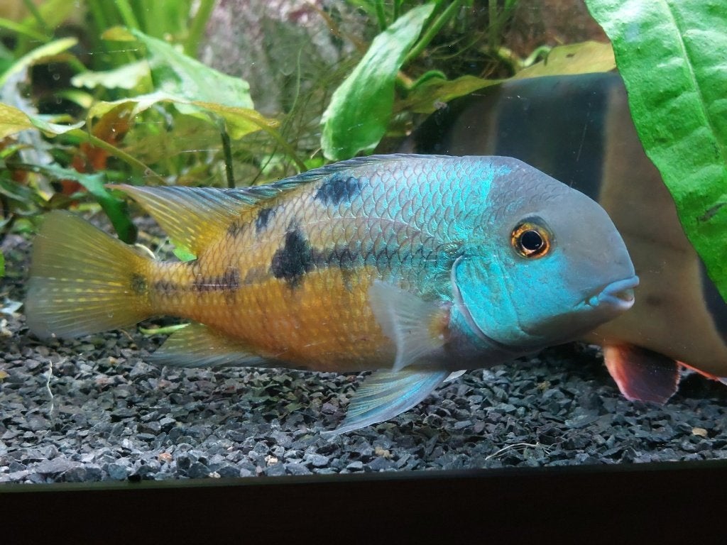 3 stuks Hypsophrys nicaraguensis – Gele Moga - kweekrijp, Vis, Zoetwatervis