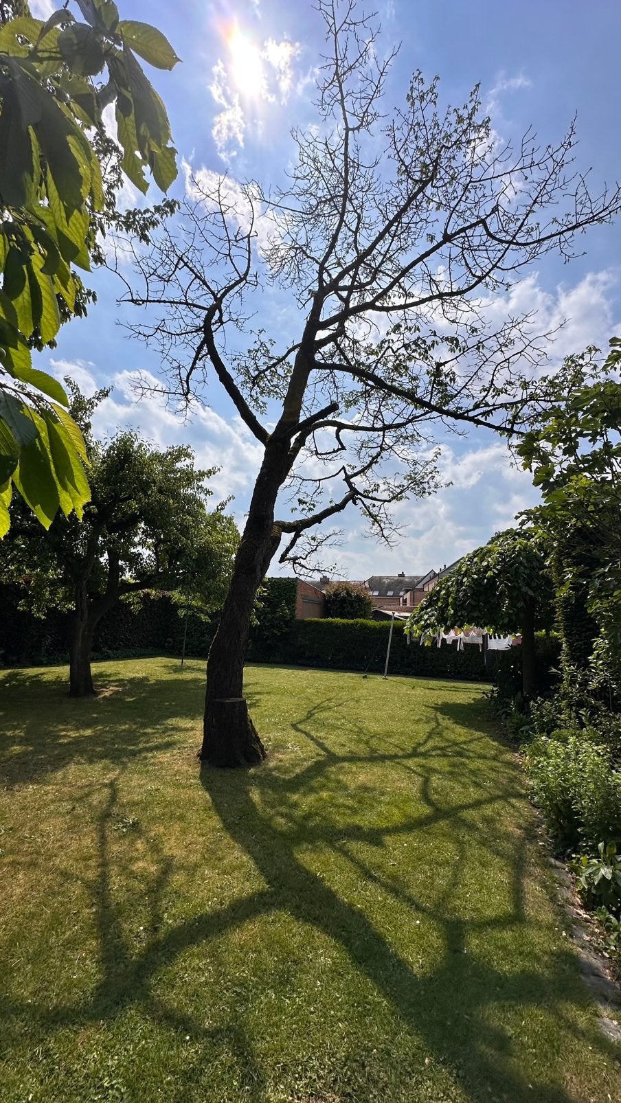 Gratis stookhout, Tuin en Terras, Brandhout, Ophalen, Takken