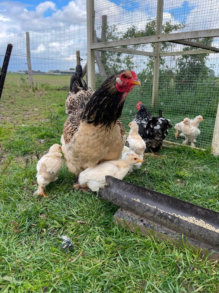 brahma goudkwartel hen, Dieren en Toebehoren, Pluimvee, Vrouwelijk, Kip