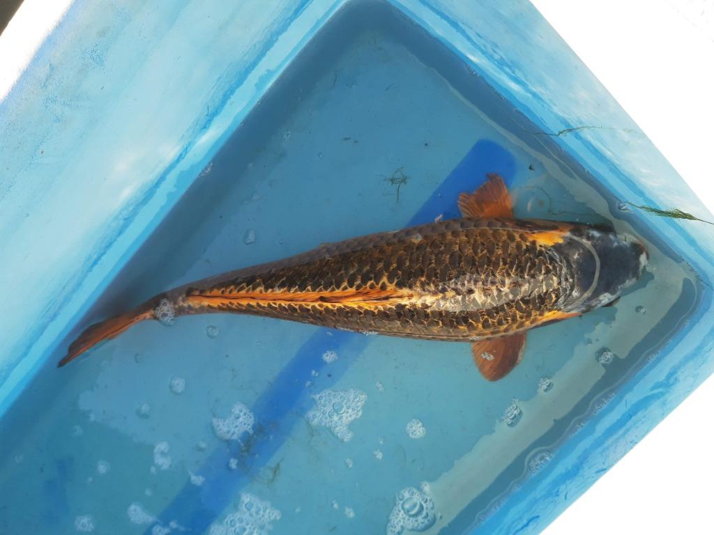 Mooie koi te koop(63cm), Carpe ou Koï