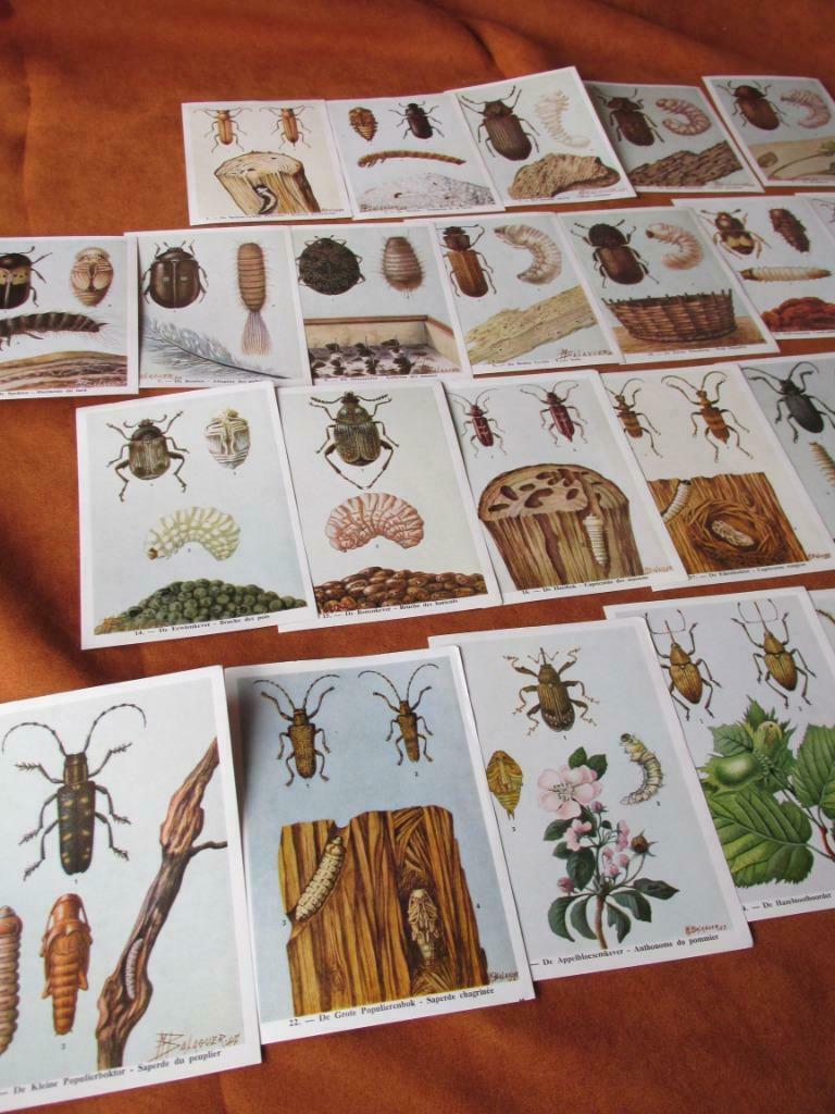 Vintage prenten 'Insekten van België', Fort produkten-Itegem, Verzamelen, Ophalen of Verzenden, Zo goed als nieuw, 1940 tot 1960